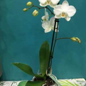 Orchidées du genre phalaenopsis de petite taille