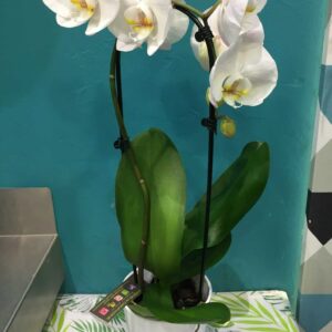 Grande orchidées