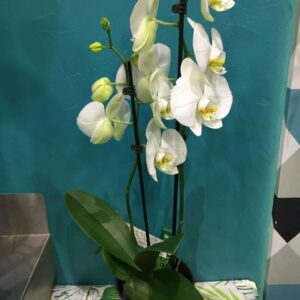 ​Orchidées du genre phalaenopsis a deux branches