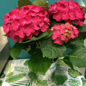 Hortensias et cache pot métal