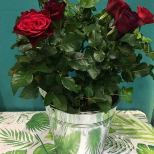 Plante fleurie de type rosier