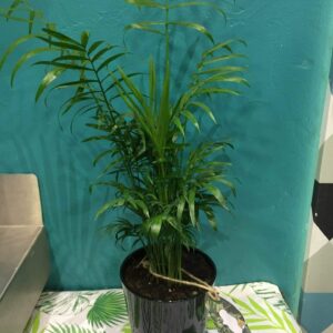 Plante verte de type chamadorea