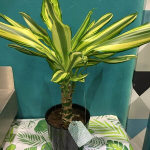 ​Plante verte de type dracaena tricolore