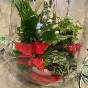 Composition de plantes Noël