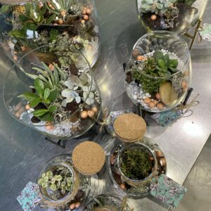 Terrarium de plantes vertes ou de plantes grasses
