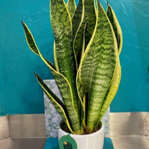 Sanceveria