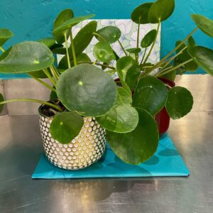 Pillea peperomoides ou plante de la fortune du