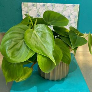 Scindapsus aureum