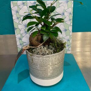 Mini ficus ginseng présenté dans son cache pot Émaillé ( modèle non contractuel)